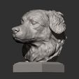 australian-shepherd5.jpg Australian shepherd bust 3D print model