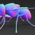 image-18.png 3D House Fly Model