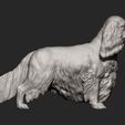 spaniel7.jpg 3D-Datei Spaniel cavalier king charles 3D-Druck Modell・Modell zum Herunterladen und 3D-Drucken