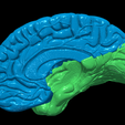 12.PNG.3ba9771eb89cd271825b7f736e9d2945.png 3D Model of Human Brain