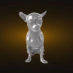 dog-6.jpg Chihuahua dog