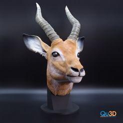 3595926697-1.jpg Impala antelope portrait