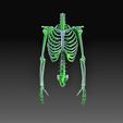 Torso.jpg Human skeleton