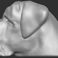 10.jpg English Mastiff head for 3D printing