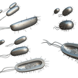 Prokaryotic_Matcap_1.png Prokaryotic Bacteria Cell Anatomy