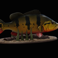 Peacock-Bass-statue-1-3-7.png FISH in motion Peacock bass (Cichla ocellaris) fish natural base detailed texture for 3d printing