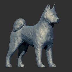 2.jpg Fichier STL Figurine 3D d'Akita américain impression 3D fichier .STL・Modèle à télécharger et à imprimer en 3D