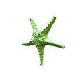 snapshot_p3d-(6).png Real starfish 3d scan