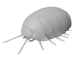 Rolypoly.png Rolypoly Insect