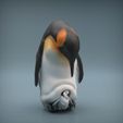 Penguin_1.jpg Emperor Penguin