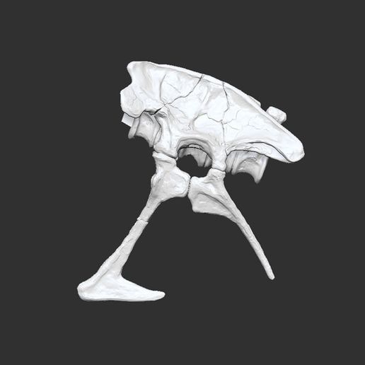 Bassin complet.jpg Fichier OBJ Life size baby T-rex skeleton - Part 02/10・Modèle à télécharger et à imprimer en 3D, Inhuman_species