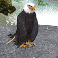 portada.png Eagle Eagle - DOWNLOAD Eagle 3d Model - Animated for Blender-Fbx-Unity-Maya-Unreal-C4d-3ds Max - 3D Printing Eagle Eagle BIRD - DINOSAUR - POKÉMON - PREDATOR - SKY - MONSTER