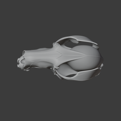 Antilopine-Kangaroo-Skull_top.png Antilopine Kangaroo Skull