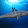 Shark1.6.jpg STL file Great white shark・3D printable model to download