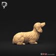 Dachshund-Miniature-Long-Haired-Pose-08-Dog-3D-Print-3s.jpeg Dachshund Miniature Long Haired Pose 08