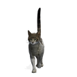 yuf.png CAT - DOWNLOAD CAT 3d model - animated for blender-fbx-unity-maya-unreal-c4d-3ds max - 3D printing CAT CAT - POKÉMON - FELINE - LION - TIGER