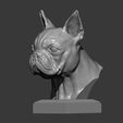 boston-terrier7.jpg boston terrier 3D print model