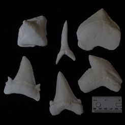 sharks 500.jpg Fossil Shark Teeth