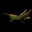 rr.jpg DOWNLOAD Grasshopper 3D MODEL - ANIMATED - INSECT Raptor Linheraptor MICRO BEE FLYING - POKÉMON - DRAGON - Grasshopper - OBJ - FBX - 3D PRINTING - 3D PROJECT - GAME READY-3DSMAX-C4D-MAYA-BLENDER-UNITY-UNREAL - DINOSAUR -