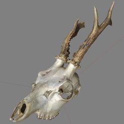 Screen_Shot_2014-07-26_at_9.29.18_pm_display_large.jpg Бесплатный 3D файл Spike the Deer Skull・Объект для скачивания и 3D печати