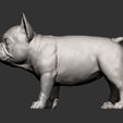 french-bulldog-puppy12.jpg french bulldog puppy 3D print model