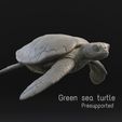 1.jpg Green sea turtle