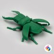 06.jpg Foldable Stag Beetle - Flexi