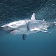 Underwater_Shark_3.jpeg Great White Shark 3D model