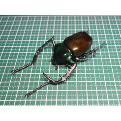 DSC05038r.jpg Free STL file Cheirotonus jansoni・3D printer design to download