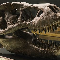 trecos09.jpg Tyrannosaurus (T-rex) realistic skull