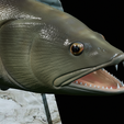 zander-trophy-28.png zander / pikeperch / Sander lucioperca fish in motion trophy statue detailed texture for 3d printing