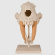Capture d’écran 2017-09-05 à 17.51.16.png Saber-Toothed Cat Skull
