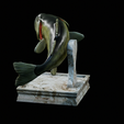 Bass-trophy-11.png Largemouth Bass / Micropterus salmoides fish in motion trophy statue detailed texture for 3d printing