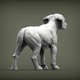 puppy-rhodesian-ridgeback-standing7.jpg puppy rhodesian ridgeback standing 3D print model