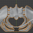 7.png 3D Model of Ribs Cage