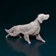 english-setter-on-the-hunt-01bz.jpg English Setter