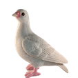 4.png pigeon dove