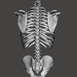 Screenshot-2023-09-23-233106.png Skeleton torso with hollow spine