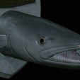 Barracuda-solo-model-15.png fish head great barracuda trophy statue detailed texture for 3d printing