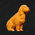 1039-Basset_Griffon_Vendeen_Petit_Pose_04.jpg Basset Griffon Vendeen Petit Dog 3D Print Model Pose 04