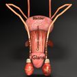 ps3-1.jpg Genito-urinary tract male 3D model 3D model