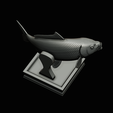 common-carp-trophy-2-2-1-40.png COMMON CARP (CYPRINUS CARPIO) fish in motion trophy statue detailed texture for 3d printing