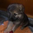 2934e39a-cb59-43ad-be51-44ffca00ed32.jpg OSSO DI CANE FLESSIBILE (GIOCATTOLO)