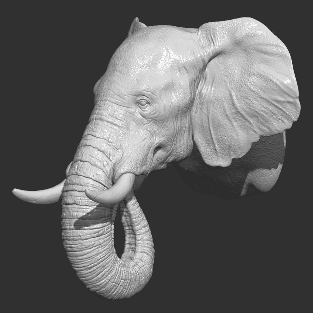 46.jpg Descargar archivo OBJ Cabeza de elefante • Plan para imprimir en 3D, guninnik81