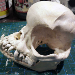 1.png Free STL file Pug skull・3D print object to download
