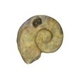 Screenshot-2023-06-02-190918.jpg Ammonit Fossil
