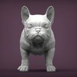 french-bulldog-puppy2.jpg french bulldog puppy 3D print model