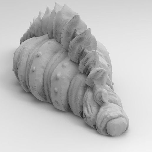 2.jpg Rare Sea Shell