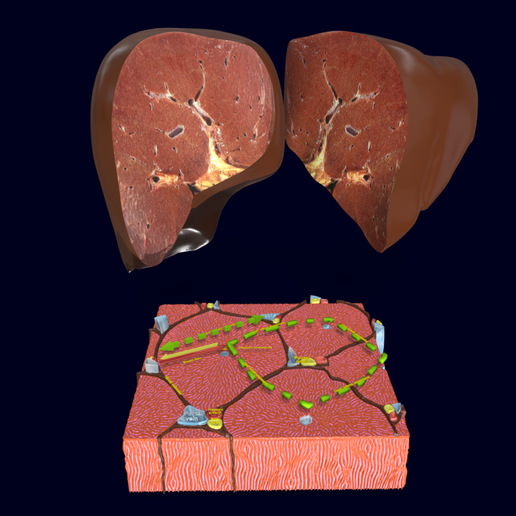 🩸 Liver histology anatomy labelled・ 3D File for 3D printing・Cults