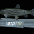 Grass-carp-statue-19.png fish grass carp / Ctenopharyngodon idella statue detailed texture for 3d printing